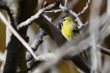 Eurasian Siskin Hayatogawa Forest Road Fri, 3/15/2024