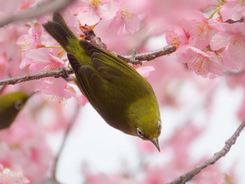 メジロ 権現堂公園 2024年3月17日(日)