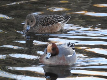 Eurasian Wigeon 多摩川 Wed, 1/3/2018