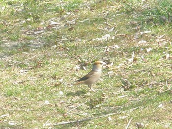 Hawfinch まつぶし緑の丘公園 Sun, 3/17/2024