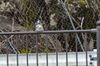 Crested Kingfisher Unknown Spots Sun, 3/17/2024