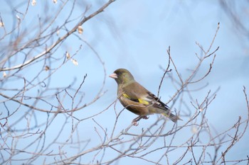 Grey-capped Greenfinch 金井公園 Sun, 3/17/2024