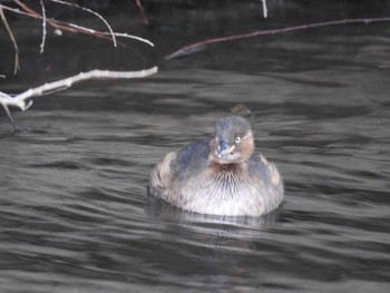 Little Grebe 多摩川 Wed, 1/3/2018