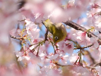 メジロ 境川遊水地公園 2024年3月16日(土)