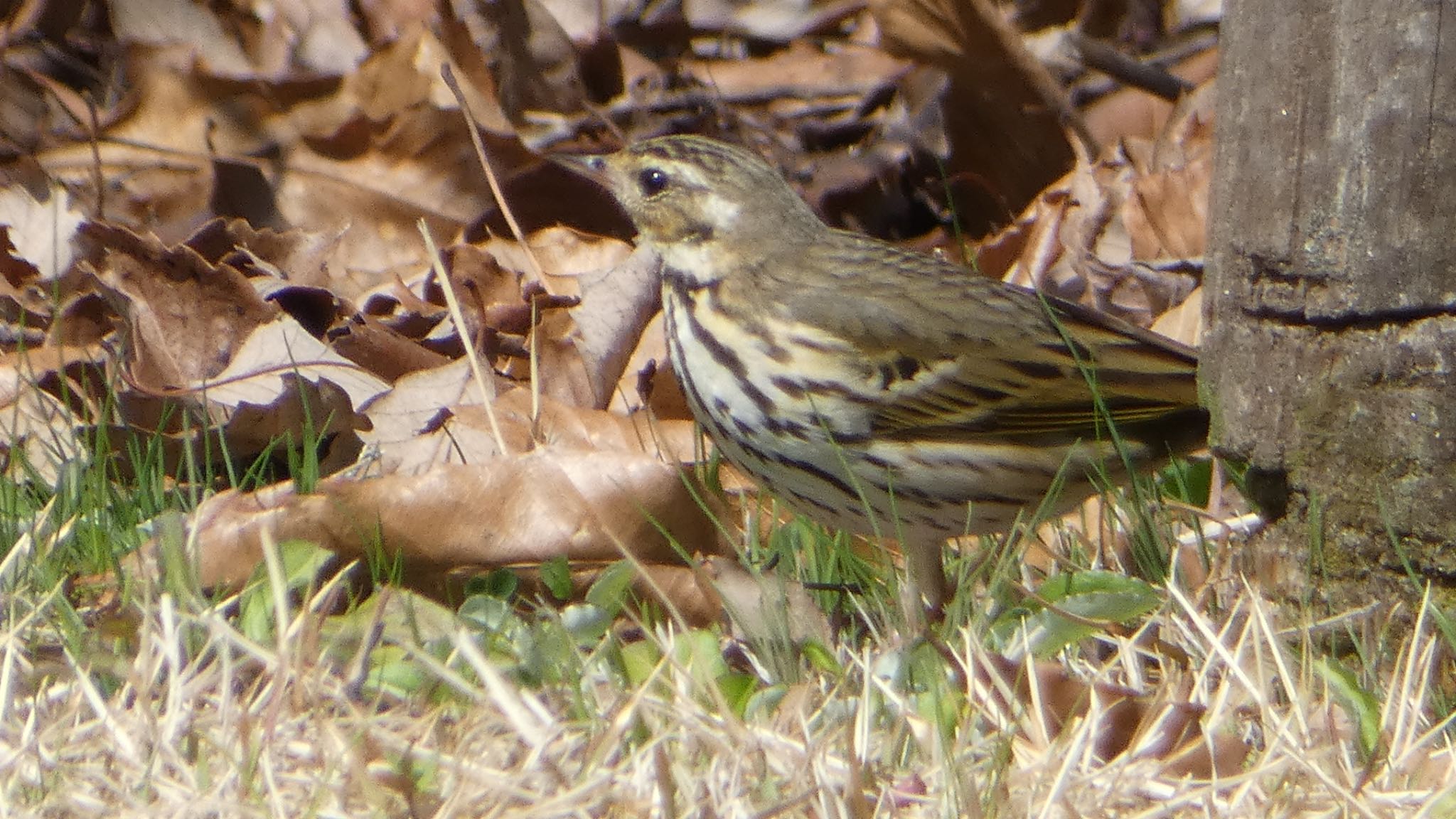 Olive-backed Pipit