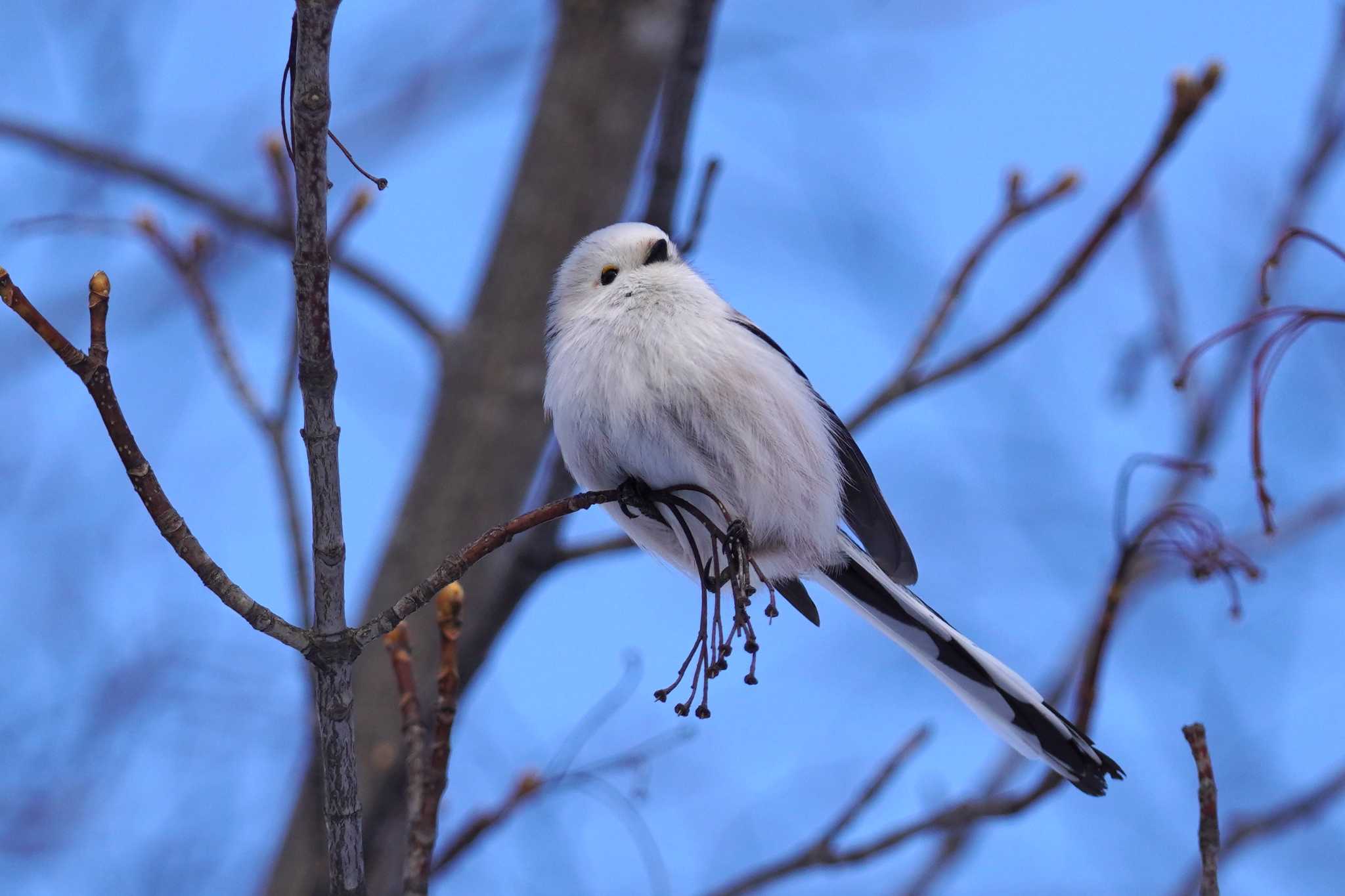 Photo of Long-tailed tit(japonicus) at Makomanai Park by くまちん