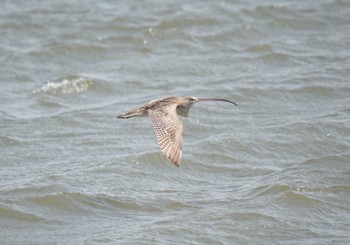 ホウロクシギ 葛西臨海公園 2024年3月17日(日)