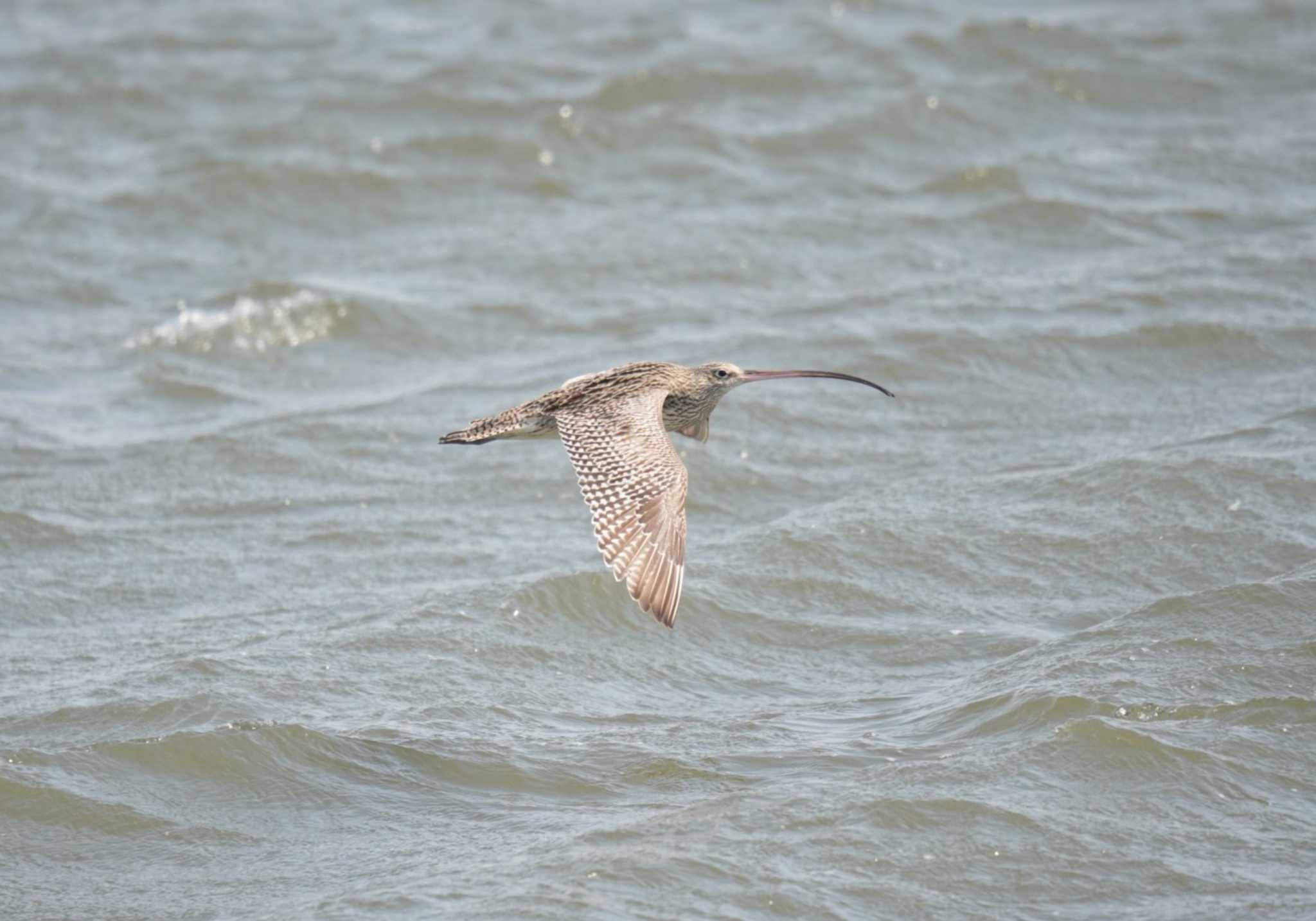 Photo of Far Eastern Curlew at Kasai Rinkai Park by Kたろー