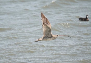 ホウロクシギ 葛西臨海公園 2024年3月17日(日)