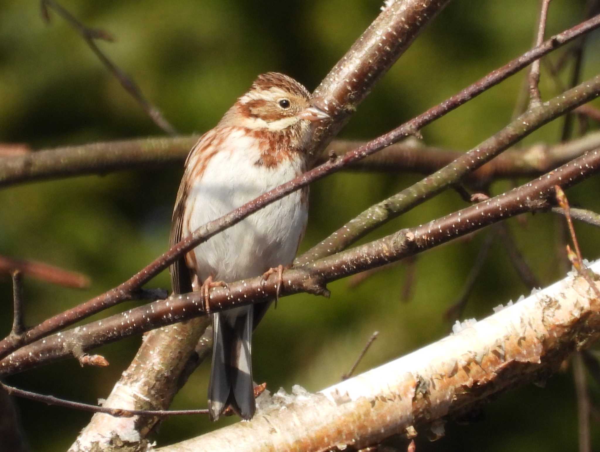 Photo of Rustic Bunting at 軽井沢 by アカウント6488