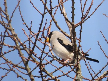 Japanese Grosbeak 軽井沢 Sun, 3/17/2024