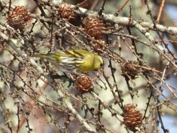 Eurasian Siskin 軽井沢 Sun, 3/17/2024