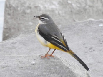 Grey Wagtail 多摩川 Wed, 1/3/2018