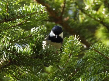 Coal Tit 軽井沢 Sun, 3/17/2024