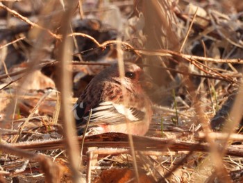 Siberian Long-tailed Rosefinch 軽井沢 Sun, 3/17/2024