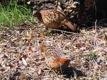 Chinese Bamboo Partridge Komiya Park Sun, 3/17/2024