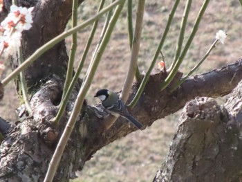 Japanese Tit 大室公園 Sun, 3/17/2024