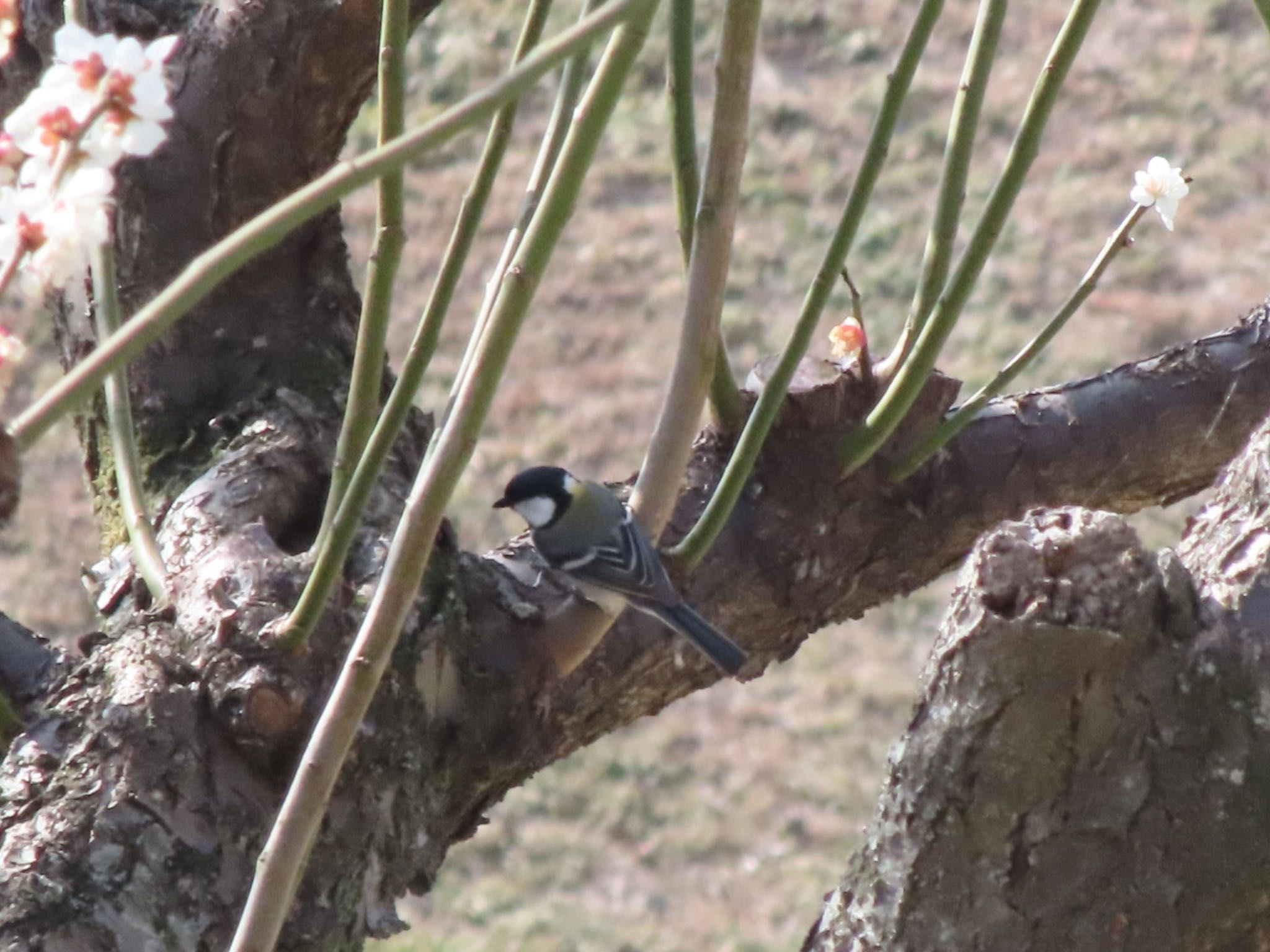 Photo of Japanese Tit at 大室公園 by アカウント12456