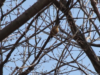 Varied Tit 大室公園 Sun, 3/17/2024