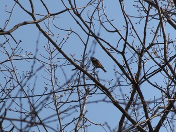 Varied Tit 大室公園 Sun, 3/17/2024