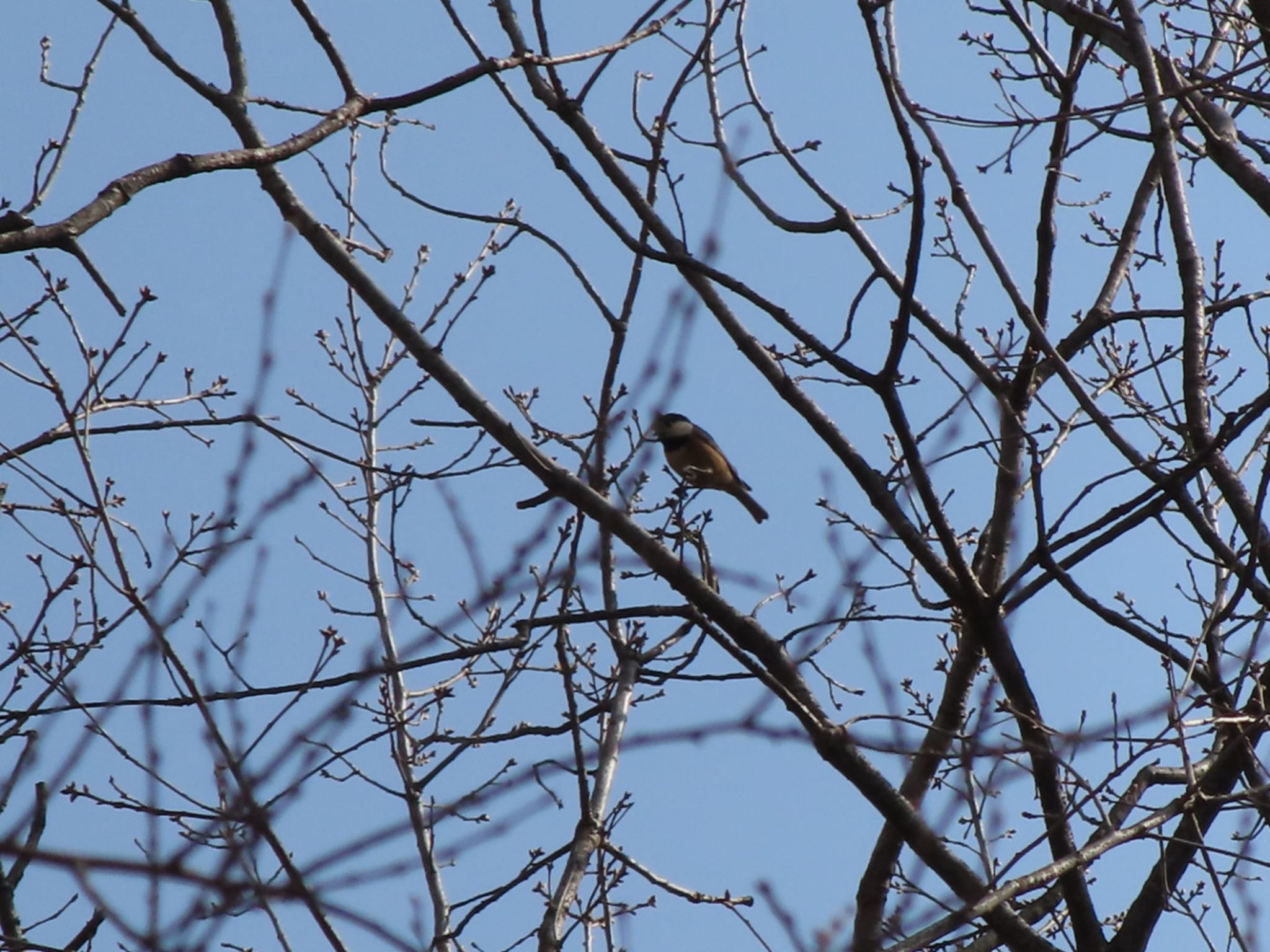 Varied Tit