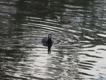 Eurasian Coot 大室公園 Sun, 3/17/2024