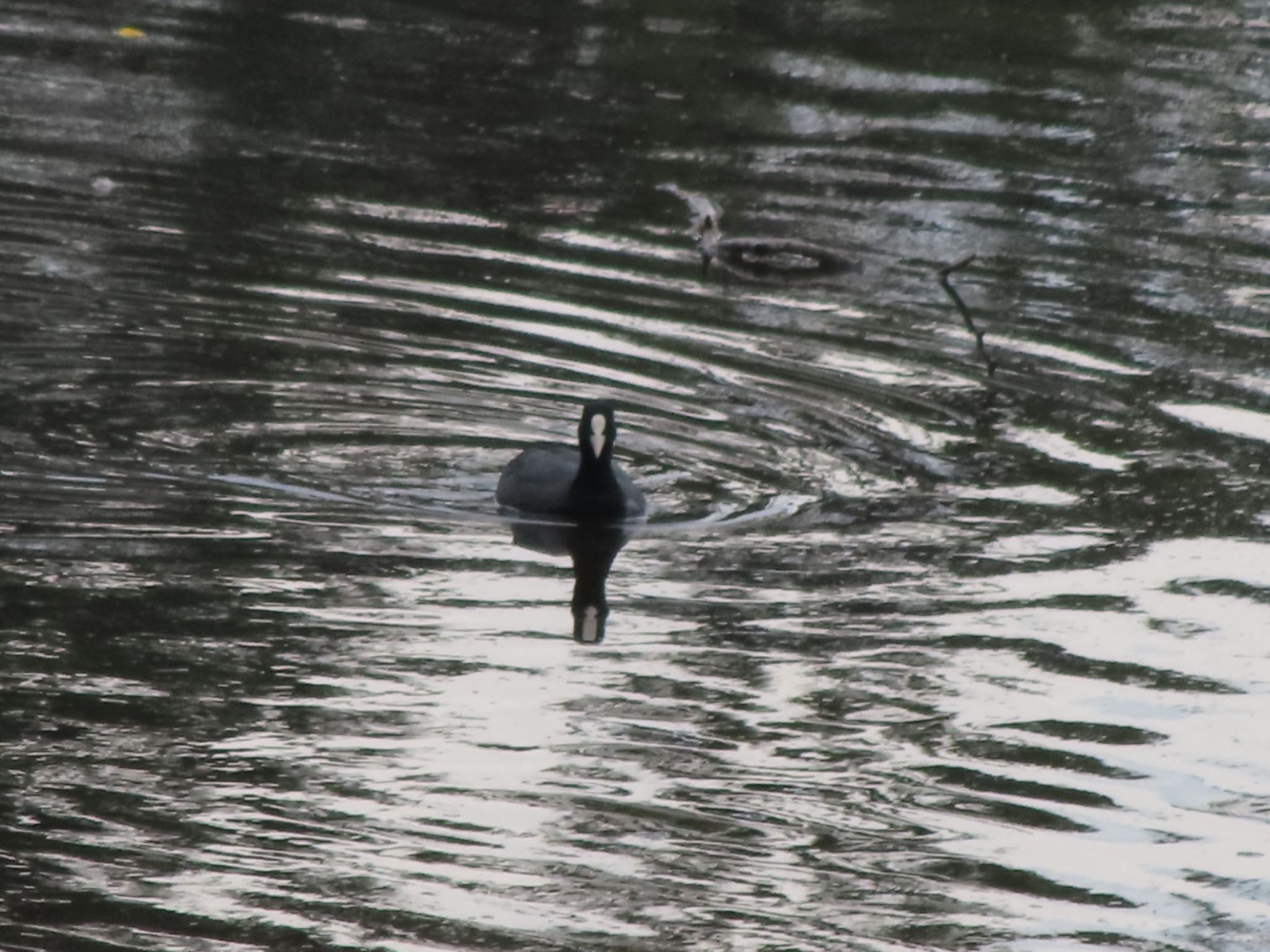 Photo of Eurasian Coot at 大室公園 by アカウント12456