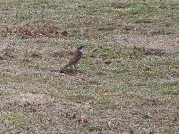 Dusky Thrush 大室公園 Sun, 3/17/2024