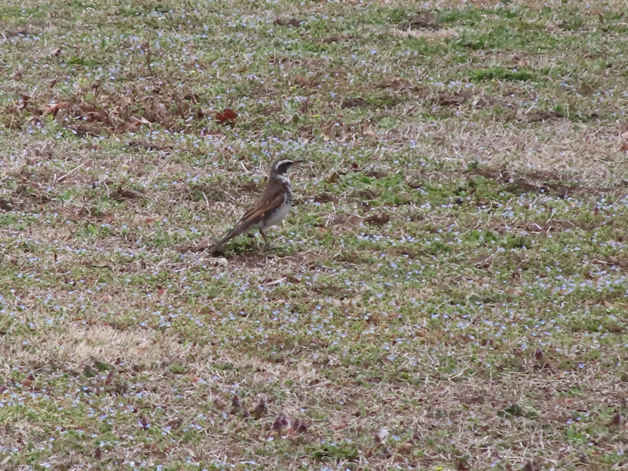 Dusky Thrush