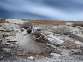 Eurasian Tree Sparrow 多摩川 Wed, 1/3/2018