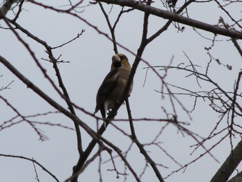 Hawfinch 大室公園 Sun, 3/17/2024