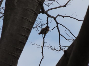 Japanese Waxwing 大室公園 Sun, 3/17/2024