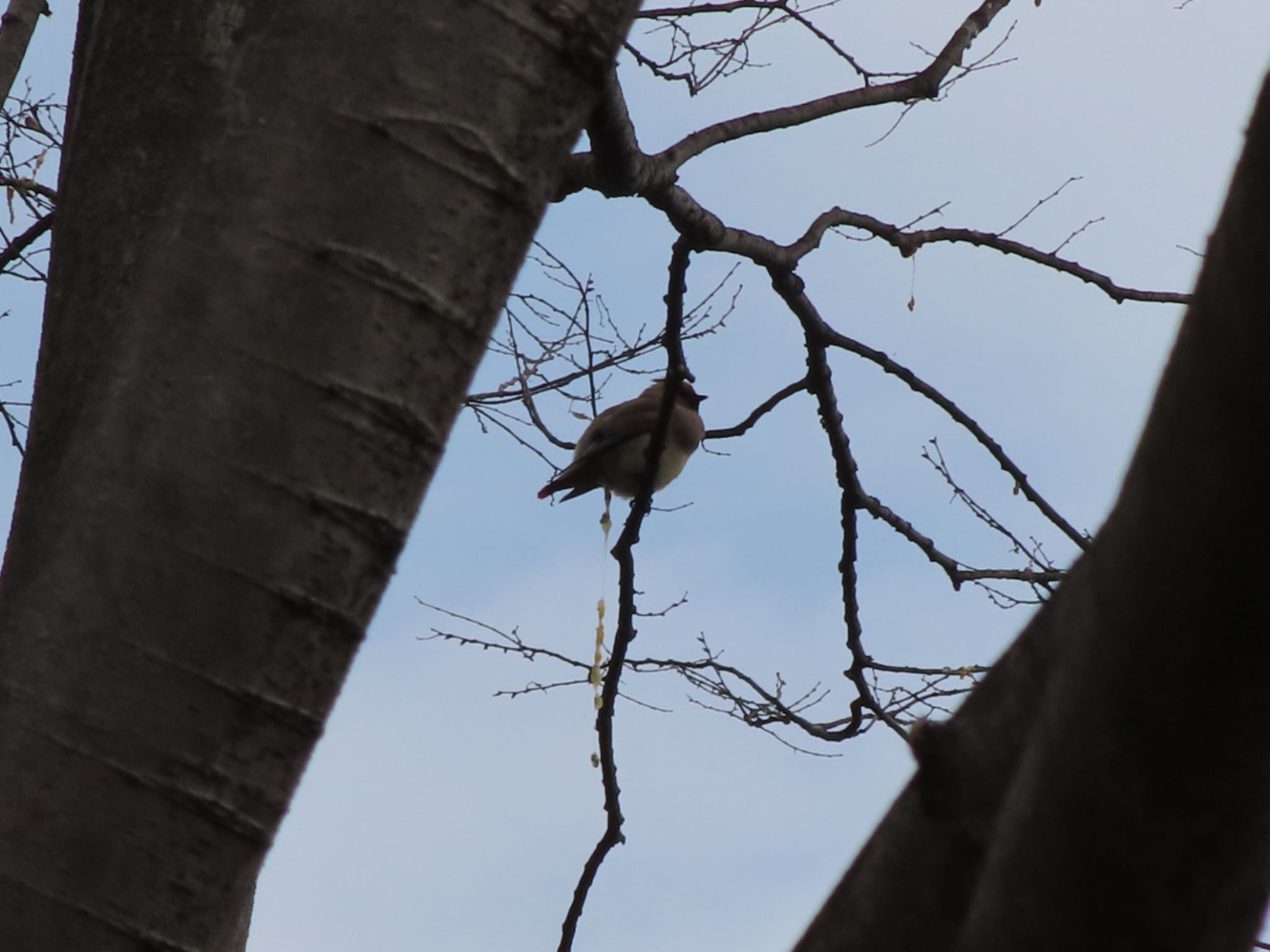 Photo of Japanese Waxwing at 大室公園 by アカウント12456