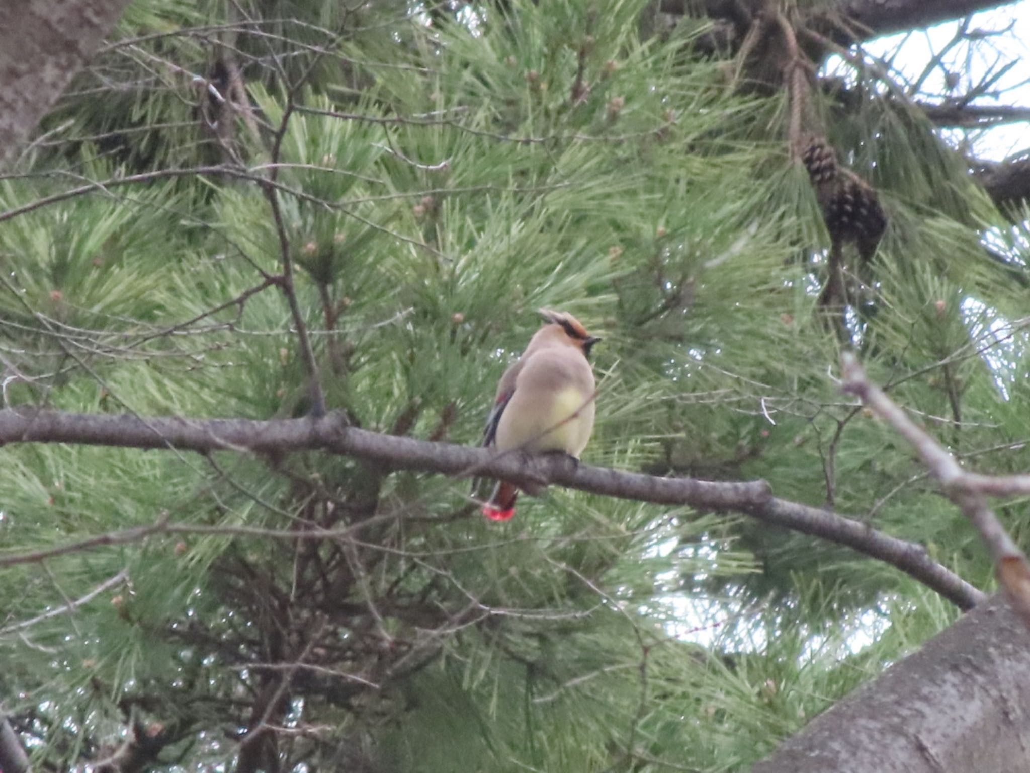 Photo of Japanese Waxwing at 大室公園 by アカウント12456