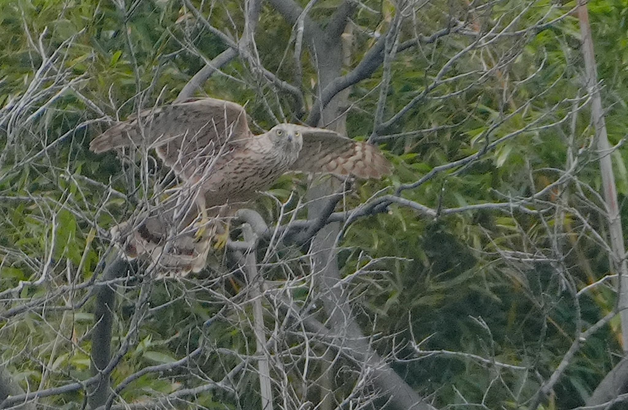 Photo of Eurasian Goshawk at Oizumi Ryokuchi Park by アルキュオン