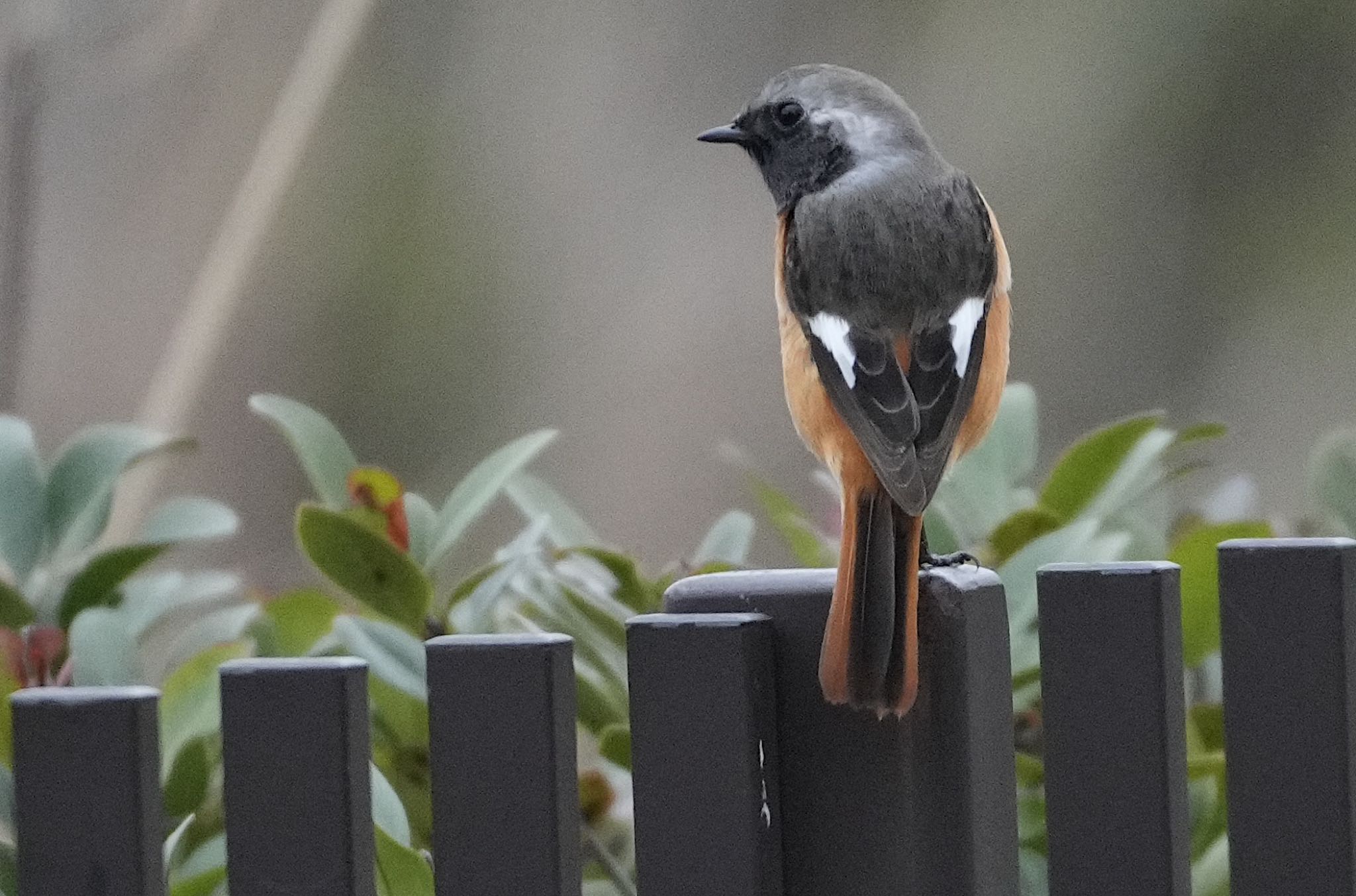 Daurian Redstart