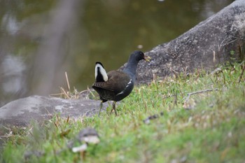 Common Moorhen 庄内緑地公園 Sun, 3/17/2024