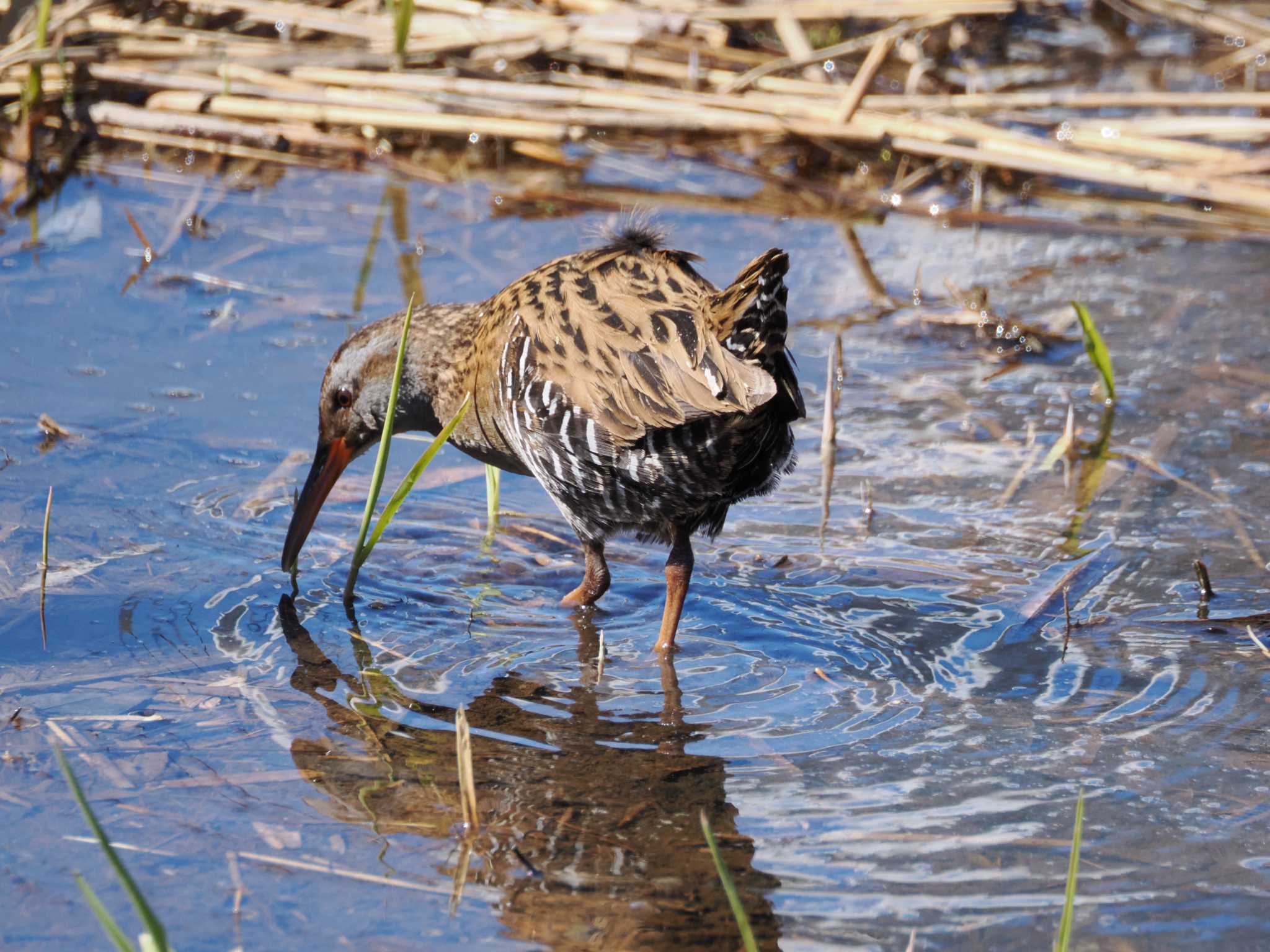 Brown-cheeked Rail