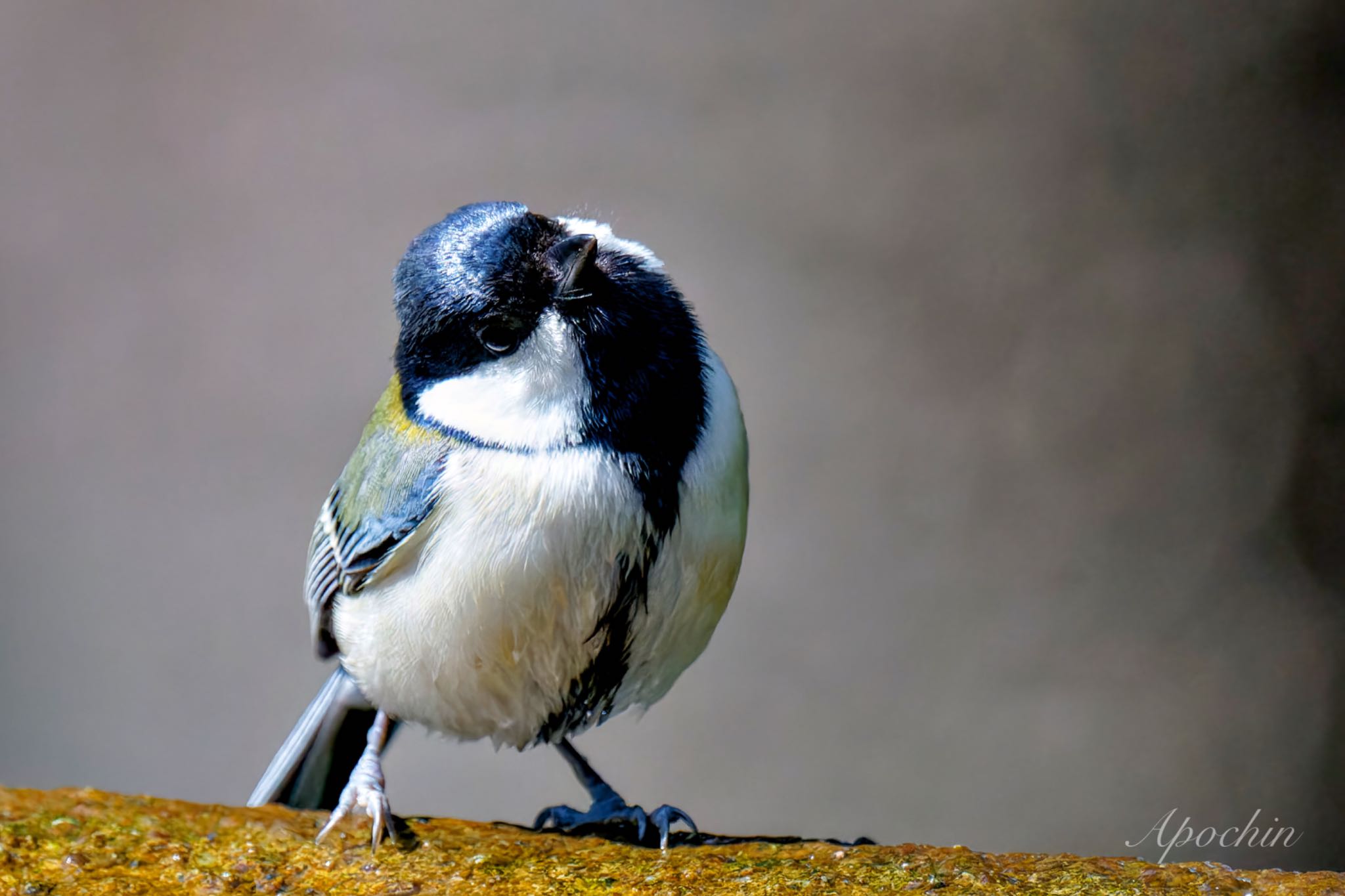 Japanese Tit