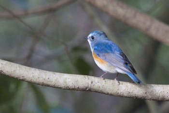 Red-flanked Bluetail 奈良　馬見丘陵公園 Sun, 3/17/2024