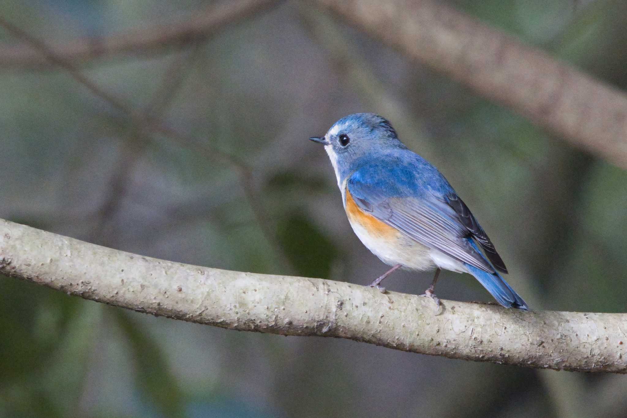 Photo of Red-flanked Bluetail at 奈良　馬見丘陵公園 by アカウント15049