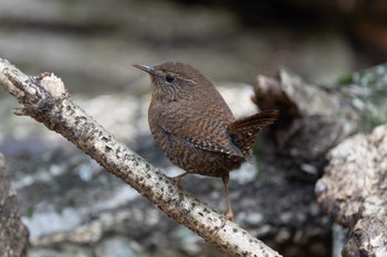 Eurasian Wren 道保川公園 Sun, 3/17/2024