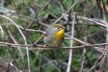 Red-billed Leiothrix 矢作川中流(愛知県 豊田市) Sun, 3/17/2024