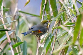 ソウシチョウ 矢作川中流(愛知県 豊田市) 2024年3月17日(日)