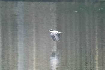 Crested Kingfisher 矢作川中流(愛知県 豊田市) Sun, 3/17/2024