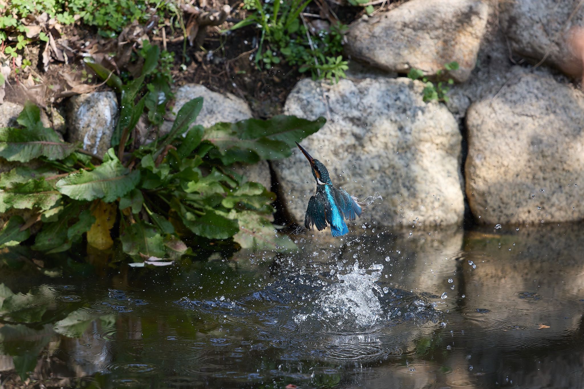 Photo of Common Kingfisher at 大阪府 by 明石のおやじ