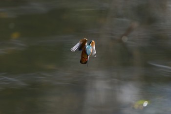 Common Kingfisher 大阪府 Sat, 3/16/2024