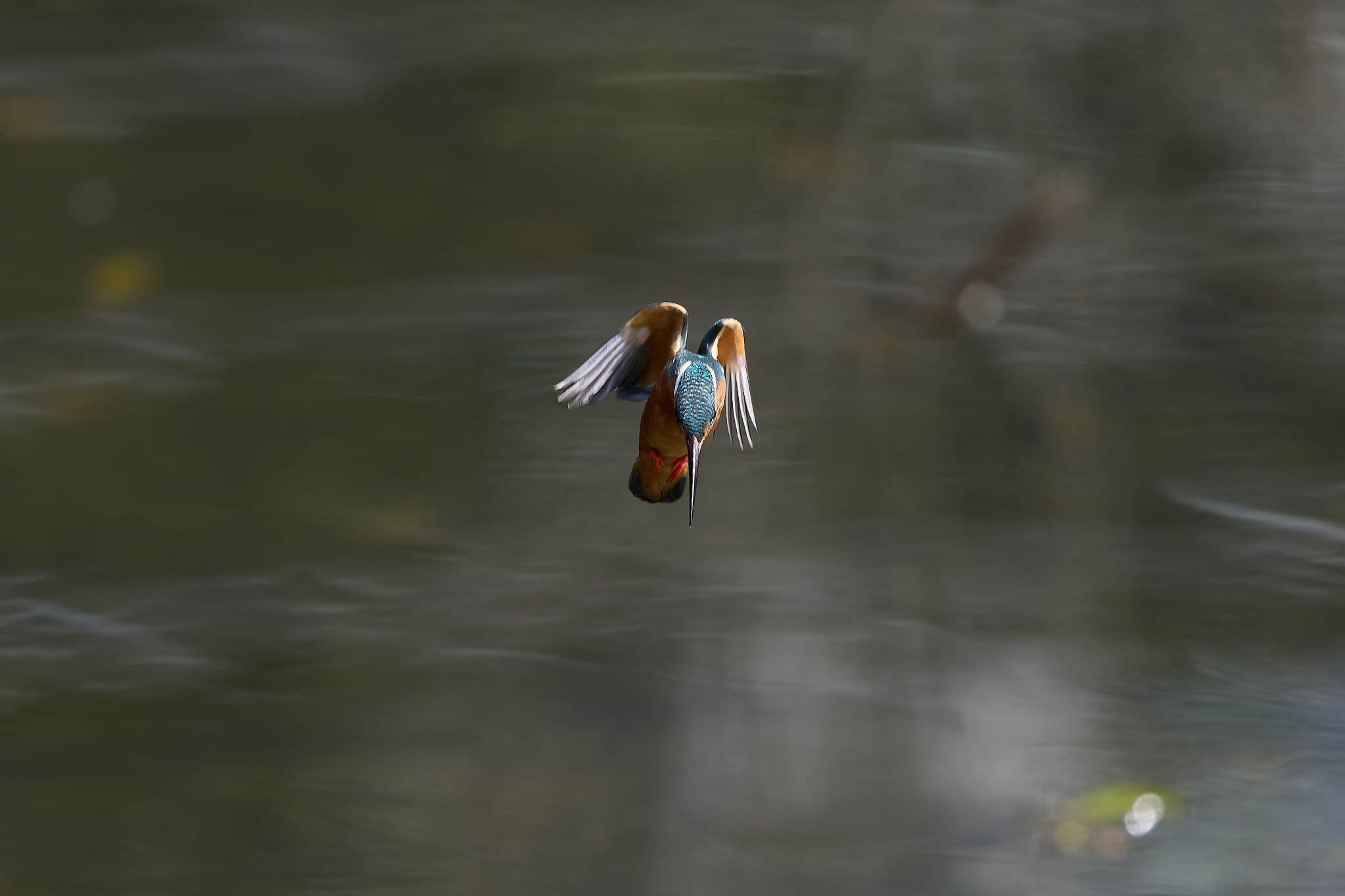 Photo of Common Kingfisher at 大阪府 by 明石のおやじ