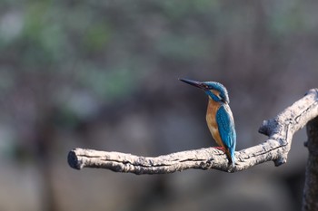 Common Kingfisher 大阪府 Sat, 3/16/2024