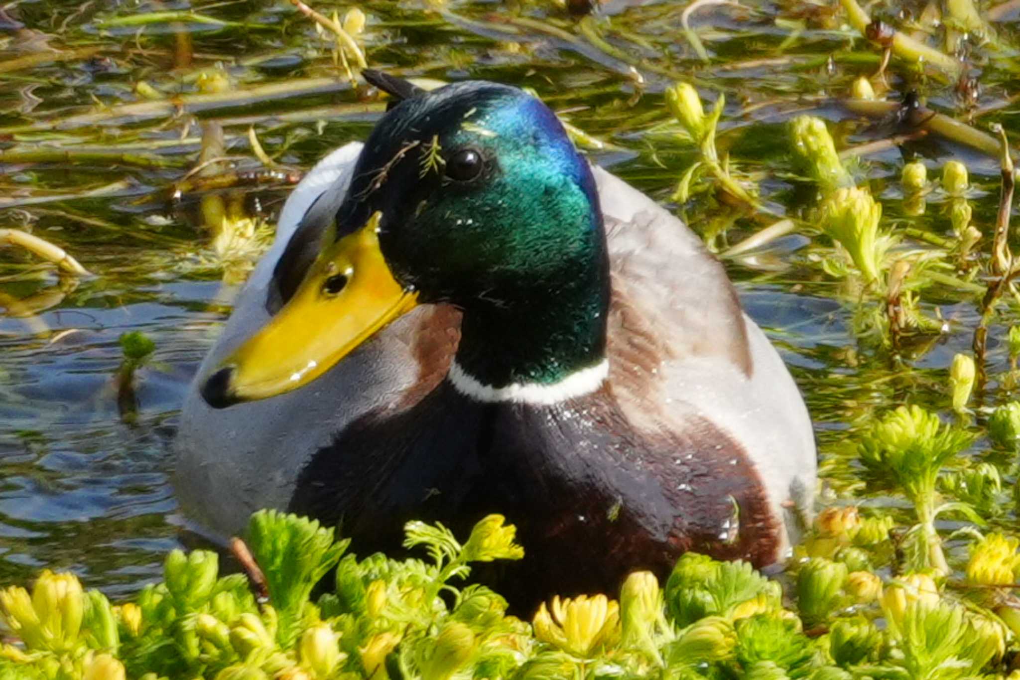 Photo of Mallard at 多摩川 by ツートン